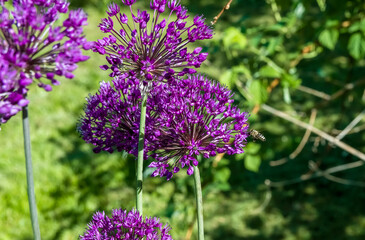Obraz premium little bee is flying above a decorative onion for nectar
