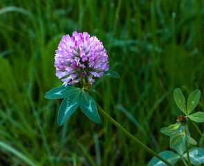 Clover flower