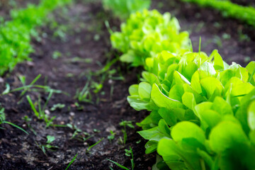 Line of lettuce planted in the garden