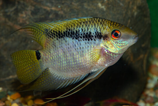 Aquarium tropical fish. Mesonauta festiva, the flag cichlid, is a species of cichlid native to the Paran&aacute;, Paraguay, Madre de Dios, Guapor&eacute;, Mamor&eacute;, Jamari and Tapaj&oacute;s river basins in Brazil, Peru.