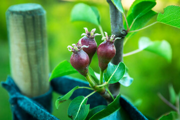 Small pears on the tree in the garden