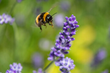 Bee and Lavender