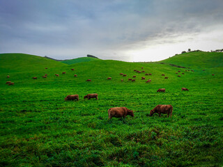 Brown cows grazing in open pasture field