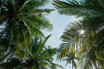 Fototapeta na wymiar Tropical coconut palm leafs against blue sky and sun light