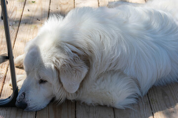 Adopted 3 Year Old Male Great Pyrenees