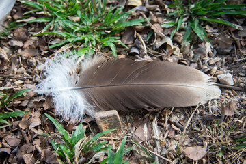 vulture's feather