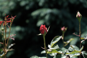 
Red rose bud in a city park