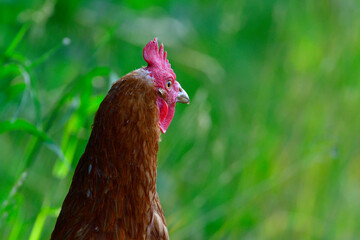 Freilaufende Hühner auf einer Wiese	