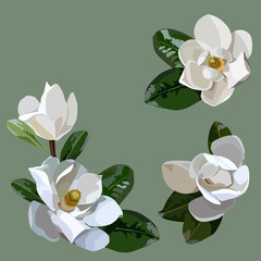 magnolia leaves and flowers set © Оля Коваль