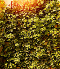 Green ivy weaving background close-up. Texture and wallpaper. Nature and plants.