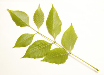 Isolated young green leaf onwhite background. 