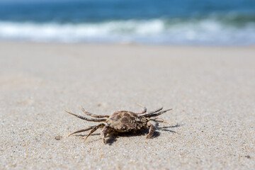 crab on the beach in summer