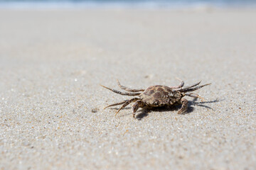 crab on the beach in summer