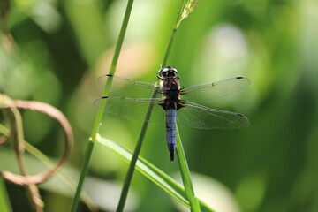 Libellule
