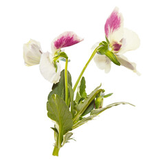 Isolated pansy flower
