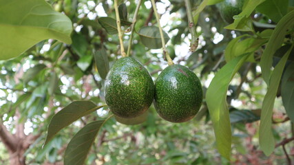 Avocado a pear-shaped fruit with a rough leathery skin, smooth oily edible flesh, and a large stone.