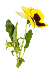 Isolated yellow pansy flower