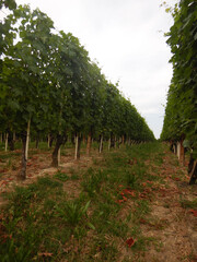 Fototapeta na wymiar Vineyards in Cannubi, Barolo - Piedmont