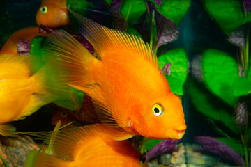 The blood parrot cichlid (or more commonly and formally known as parrot cichlid.