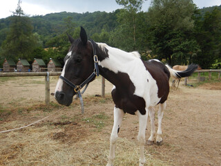 Horse in the fence of a farm