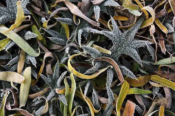 Autumn leaves on the ground covered with frost