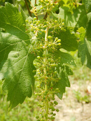Bunches of Nebbiolo grapes growing in the Cannubi vineyards, Barolo - Piedmont - Italy