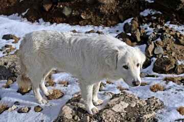 Golden dog resting in the grass