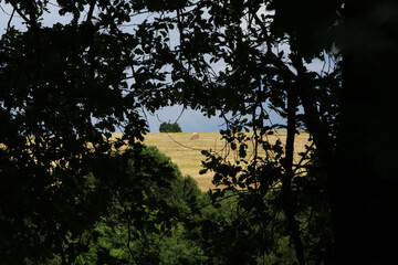 Sulle colline modenesi, rotoballe nei campi sotto il cielo azzurro in una giornata di inizio estate
