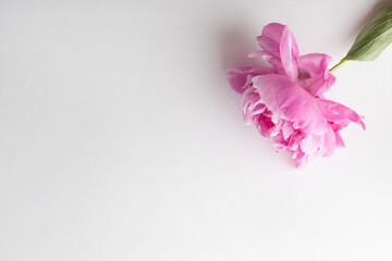 Peonies on a white background. Copy space.