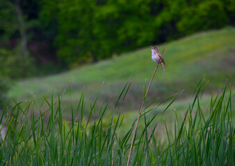 
lark sings sitting on a branch