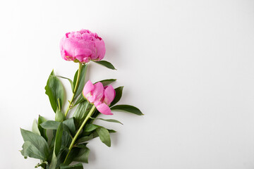 Peonies on a white background. Copy space.