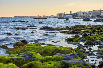 Moss on the rocks of the coast between the sea water