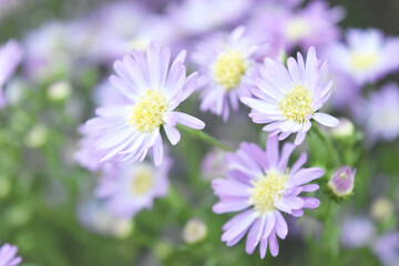 Blooming daisy flowers in the garden.