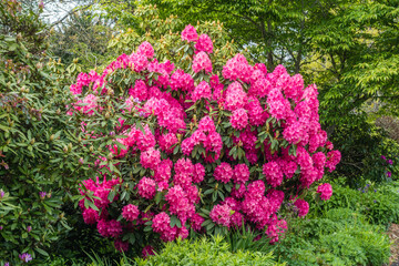 Obraz premium Pink Northwest Flowers 3