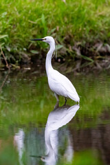 Little Egret hunting for Supper