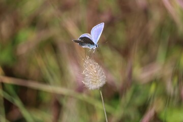 Azuré des mouillères
