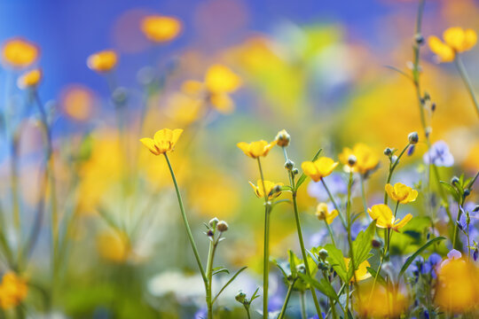 Spring garden yellow and purple flowers on a beautiful blue background. Colorful floral desktop wallpaper a postcard. Free space for text.