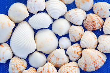 Seashells are stacked side by side.Horizontally