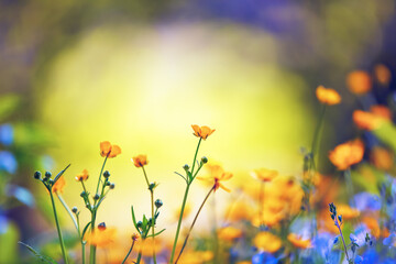 Early spring wildflowers on the background of bokeh green grass. Majestic nature wallpaper with garden. Floral springtime. Copy space for text. Sunny day.