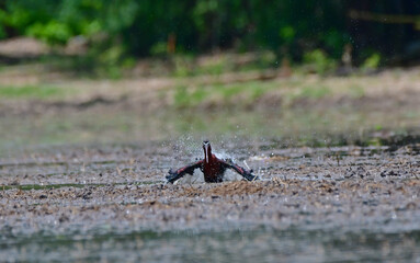 Glossy ibis (Plegadis falcinellus) is a wading bird in the ibis family Threskiornithidae.The scientific name derives from Ancient Greek plegados and Latin, falcis, both meaning 