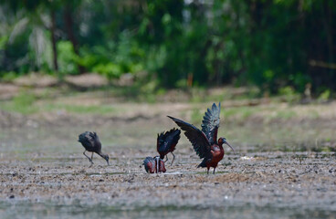 Glossy ibis (Plegadis falcinellus) is a wading bird in the ibis family Threskiornithidae.The scientific name derives from Ancient Greek plegados and Latin, falcis, both meaning 