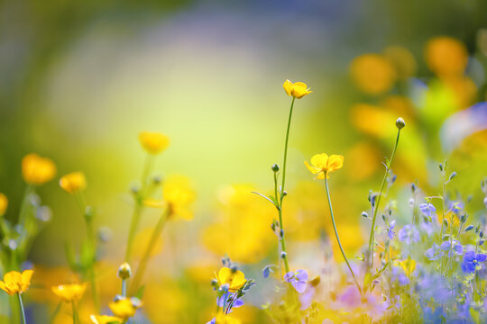 Early spring wildflowers. Yellow and purple flowers with the blurred background of grass. Sun plants. Free space for text. Spring sunny day. Majestic nature bokeh.