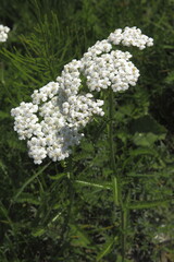 Gew&ouml;hnliche Schafgarbe, Achillea millefolium ssp. millefolium