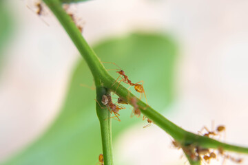Ants are strong and effective in nature.