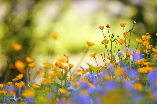 Yellow and purple flowers with the blurred background of trees. Colorful floral desktop wallpaper a postcard. Free space for text. Spring sunny day. Majestic nature bokeh.