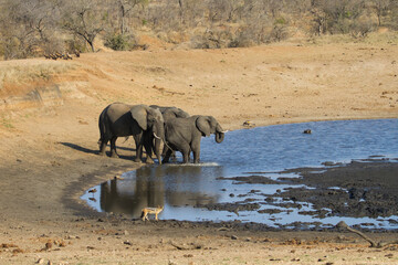 Elephants drinking at a waterhole in Kruger, South Africa while vultures and jackal observe