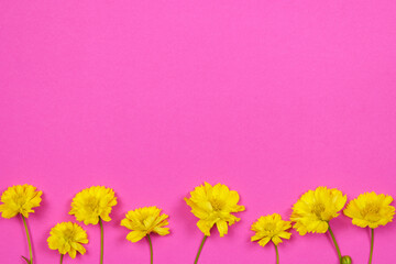 Obraz na płótnie Canvas Flowers composition. Yellow flowers on pink background. Spring, summer concept.