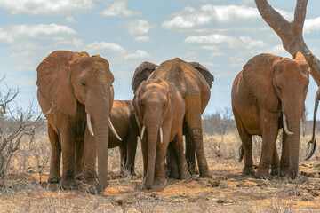 Elephants of Tsavo