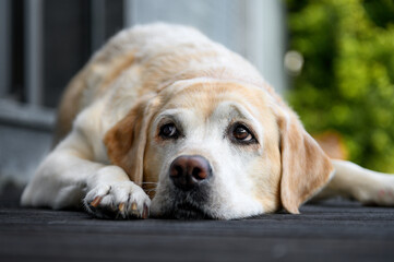 Labrador retriever lies resting on a wooden floor.