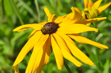The bee collects nectar on the yellow flower of Rudbeckia